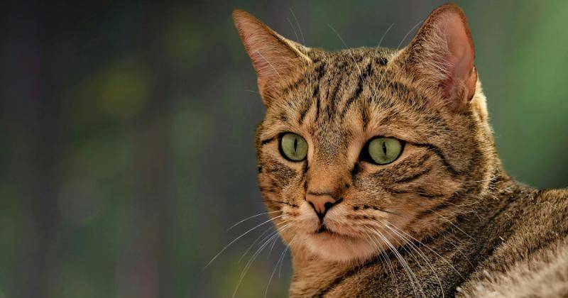 Kenapa Kucing Menatap Kita? Jadi Bukti Kalau Sayang Kamu
